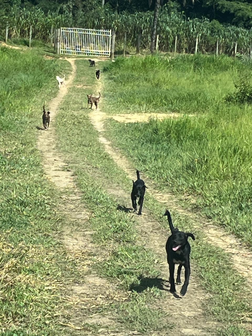 Foto da campanha — cães no sítio